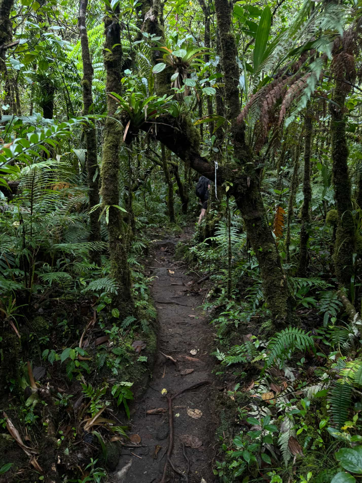 A photo of the hiking trail on your way to Catarata Vuelta del Canon