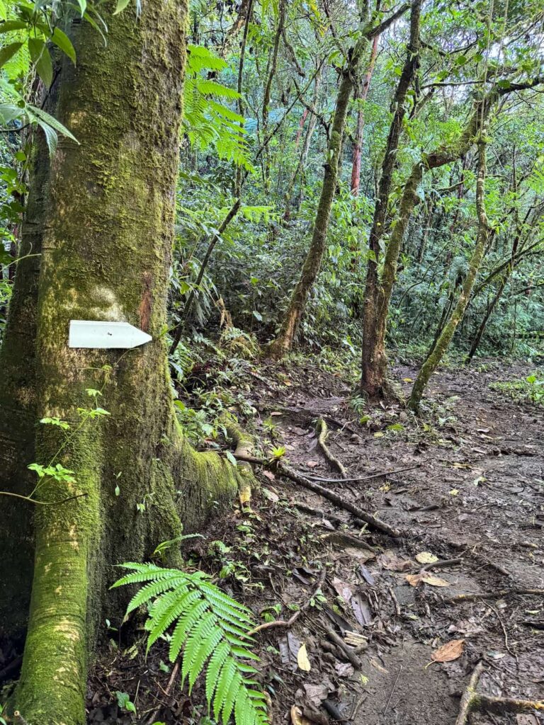 White trail marker on hike